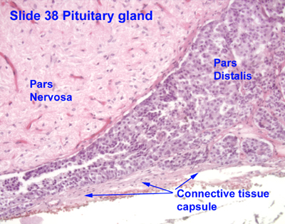 Hypothalamus And Pituitary Gland Slide 15.3: Pituitary Gland And